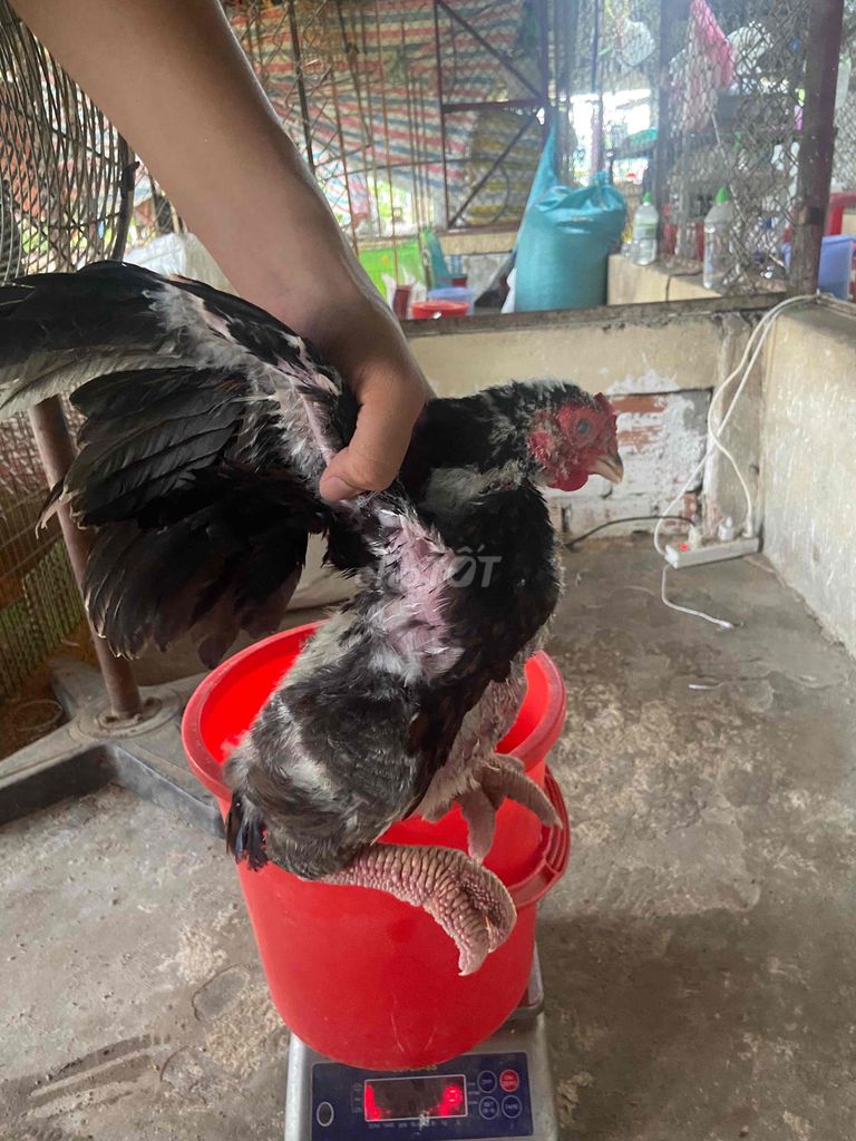Gà Đông Tảo trên 30 ngày đã tiêm. Mua bán Gà tại Thành phố Dĩ An Bình Dương được đăng bởi Thành Nguyễn hình 1
