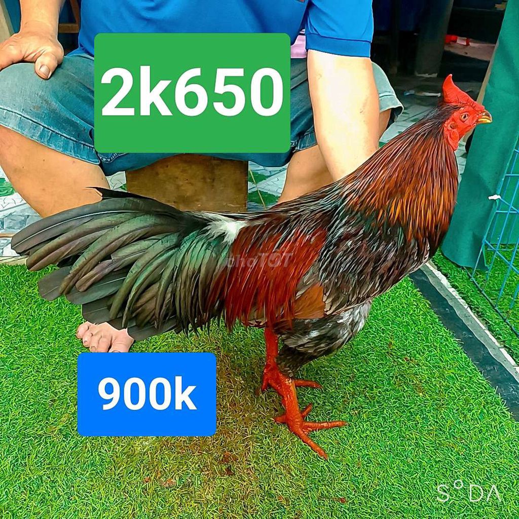 xám. 2k650. tay tốt. Mua bán Gà tại Huyện Mỏ Cày Bắc Bến Tre được đăng bởi Đinh Vũ Linh gà đá Bến Tre hình 1