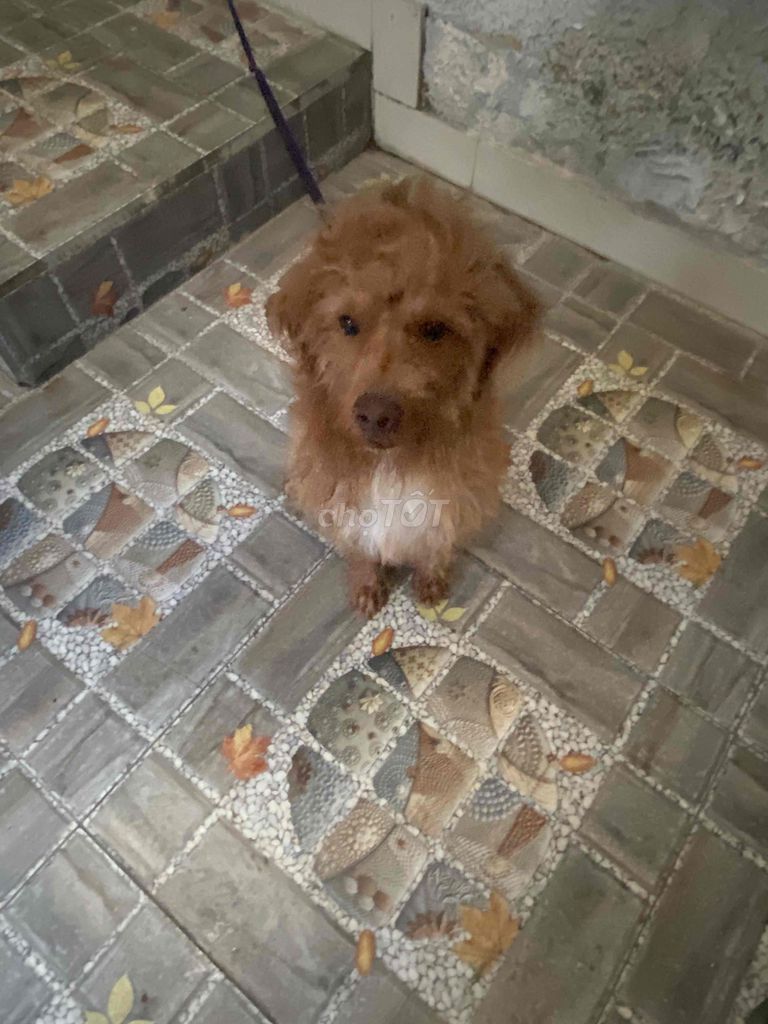 Chó Poodle lai Golden đực 7 tháng. Mua bán Chó tại Thành phố Thủ Đức Tp Hồ Chí Minh được đăng bởi Pho hình 1