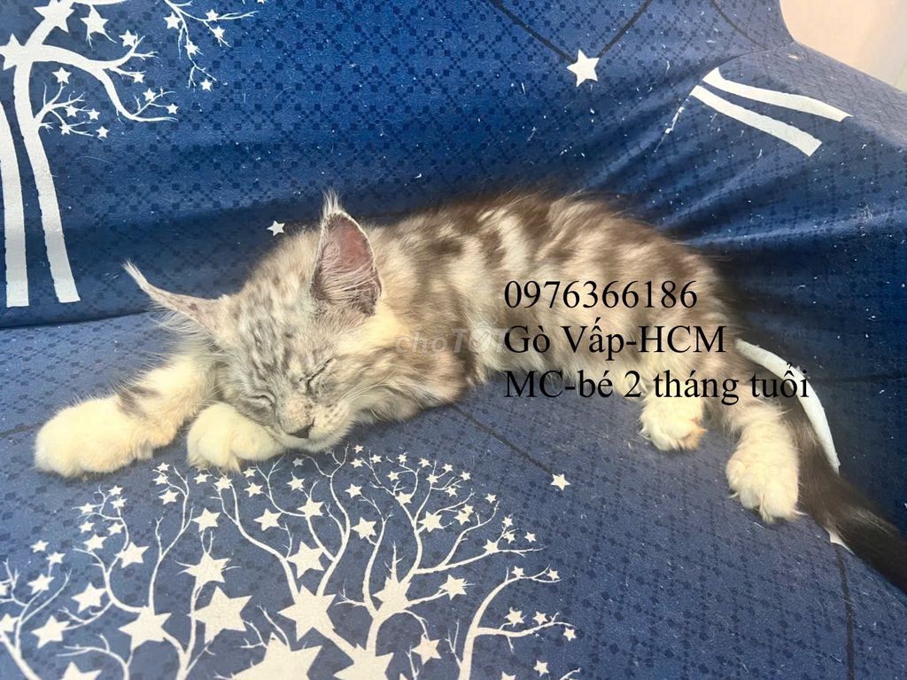 Các bé mèo  Maine Coon cần tìm chủ yêu thương. Mua bán Mèo tại Quận Gò Vấp Tp Hồ Chí Minh được đăng bởi Linh NGuyễn hình 6