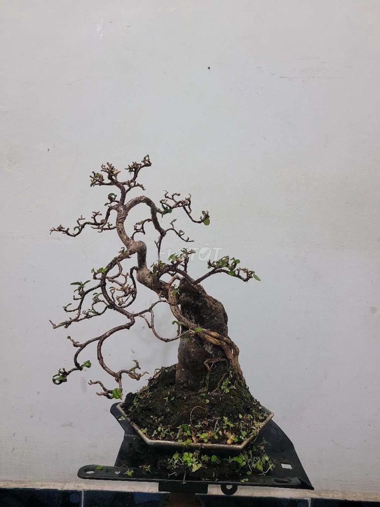 Bonsai Hương Sam ký đá -
Đĩa lục giác cạnh 9 cm