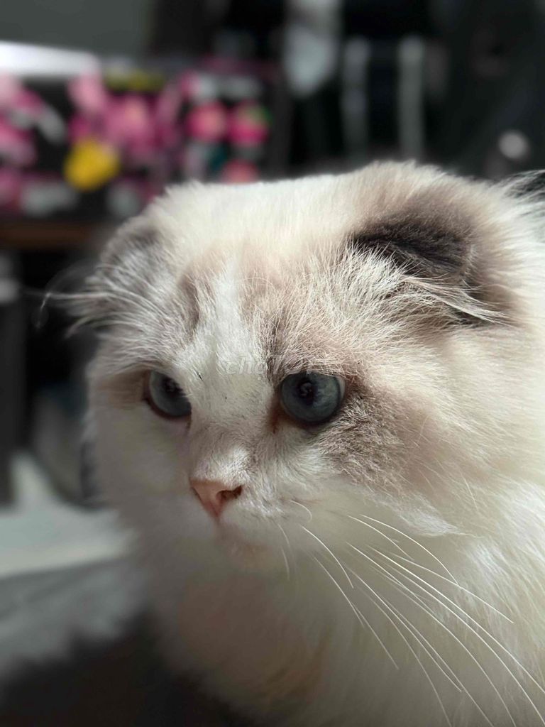 Mèo Ragdoll 1 năm tuổi. Mua bán Mèo tại Thành phố Đà Lạt Lâm Đồng được đăng bởi hồ thiên hình 1