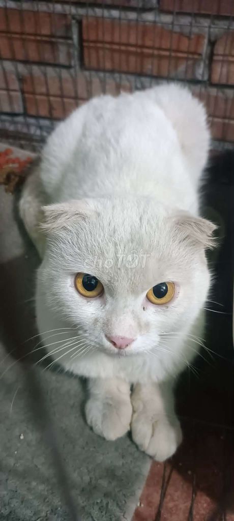 Mèo Tai cụp đực. Mua bán Mèo tại Huyện Long Thành Đồng Nai được đăng bởi nhựt hình 1