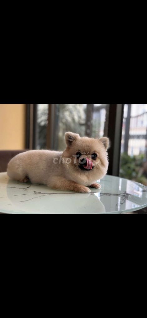 Chó Phốc Sóc 1 tuổi. Mua bán Chó tại Quận Tân Phú Tp Hồ Chí Minh được đăng bởi Huỳnh Kỳ hình 1