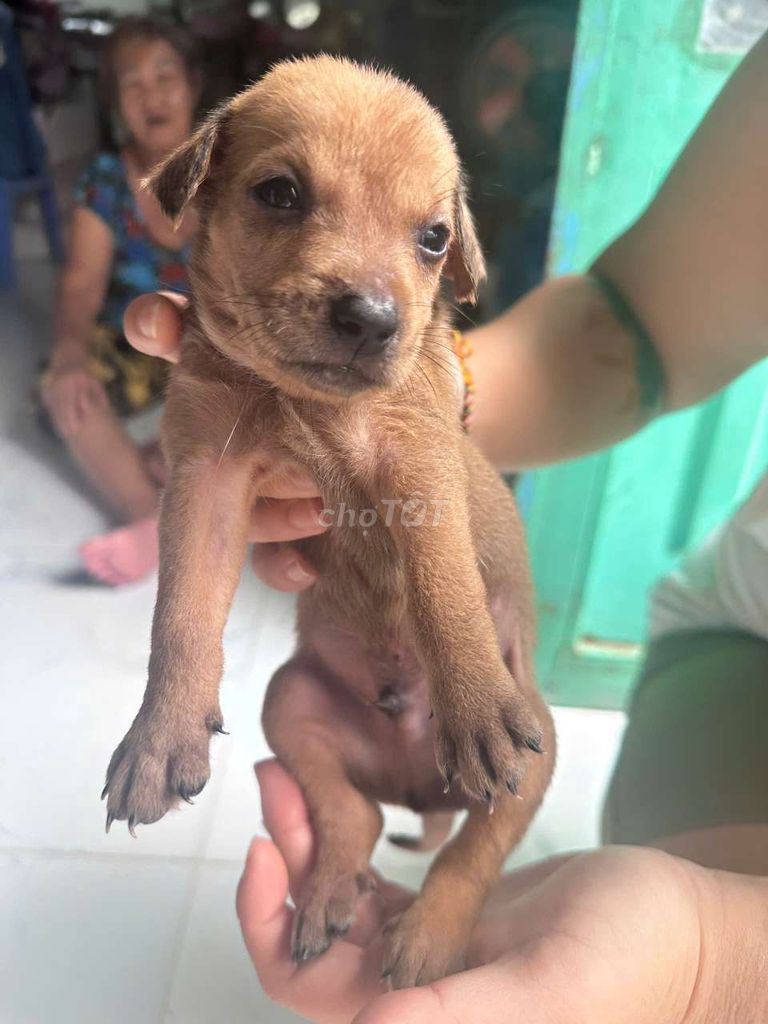 Chó Con Nâu Đen Mới Đẻ. Mua bán Chó tại Huyện Hóc Môn Tp Hồ Chí Minh được đăng bởi Ngoc Bich hình 1