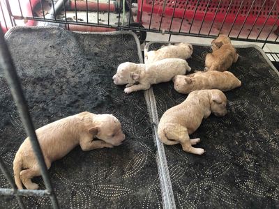 ban poodle. Mua bán Chó tại Huyện Châu Thành An Giang được đăng bởi Tuyen