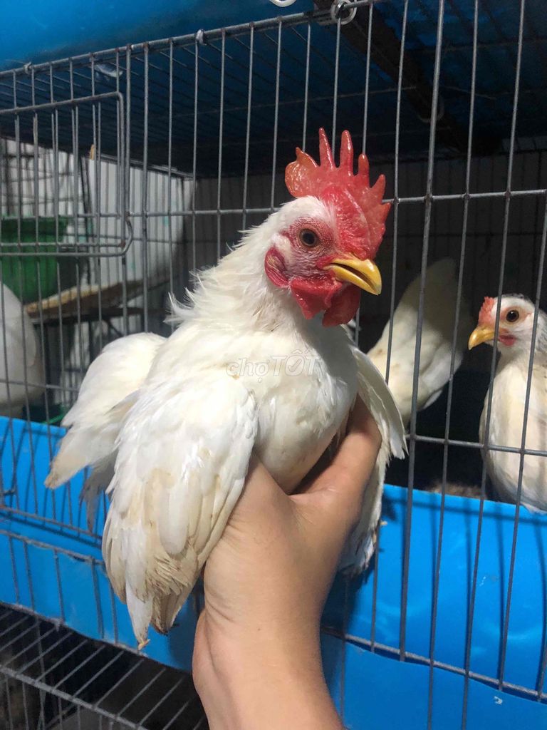 Gà tre trống Trắng xám Khỏe mạnh. Mua bán Gà tại Huyện Bình Chánh Tp Hồ Chí Minh được đăng bởi PHAm ha hình 1