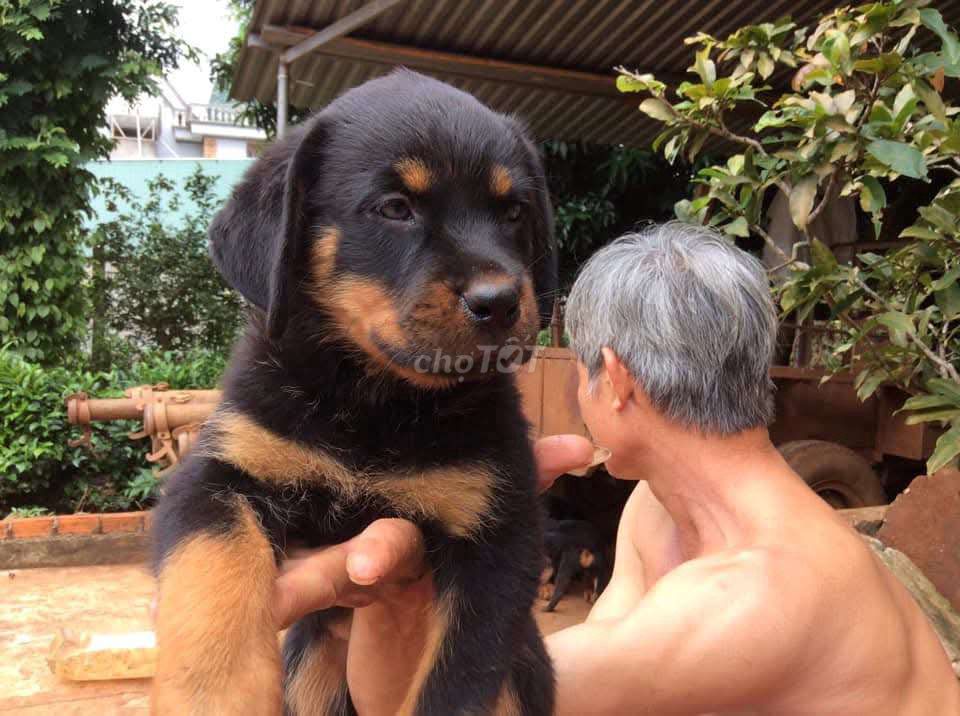 Chó Rottweiler dòng đại