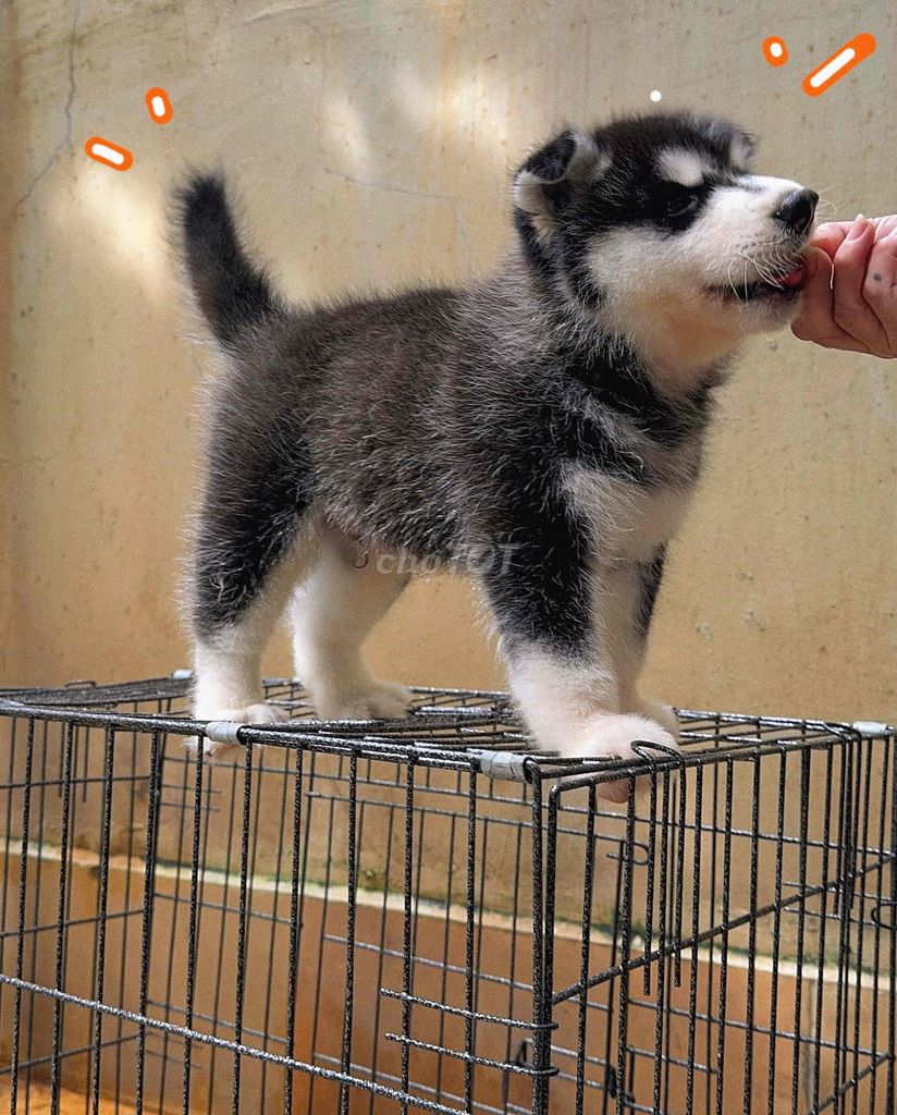 HUSKY TÌM NHÀ MỚI ❤️🐶