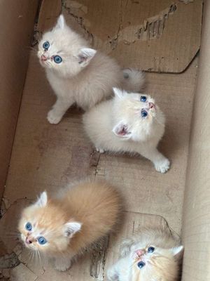 mình còn 3 em khu vực cà mau. Mua bán Mèo tại Thành phố Cà Mau Cà Mau được đăng bởi Duy Duy