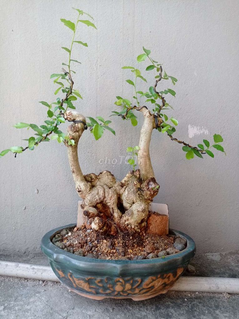 Cây bonsai