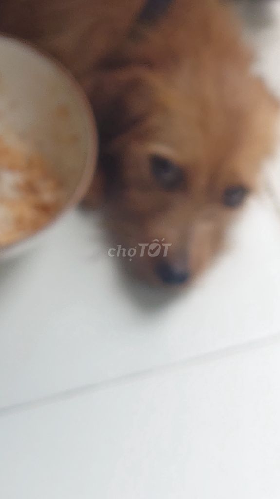 Chó Poodle lai Nhật Nâu đã tiêm phòng. Mua bán Chó tại Quận Ninh Kiều Cần Thơ được đăng bởi Phát hình 1