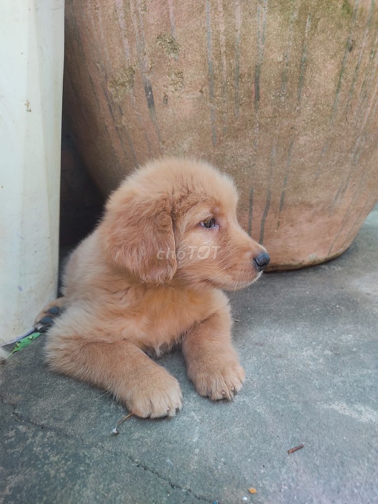 Chó Golden đực - 2 tháng tuổi