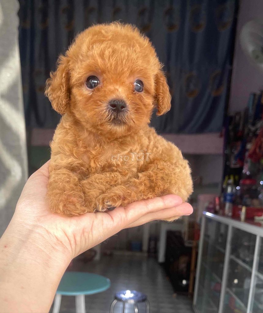 Poodle nâu đỏ đực