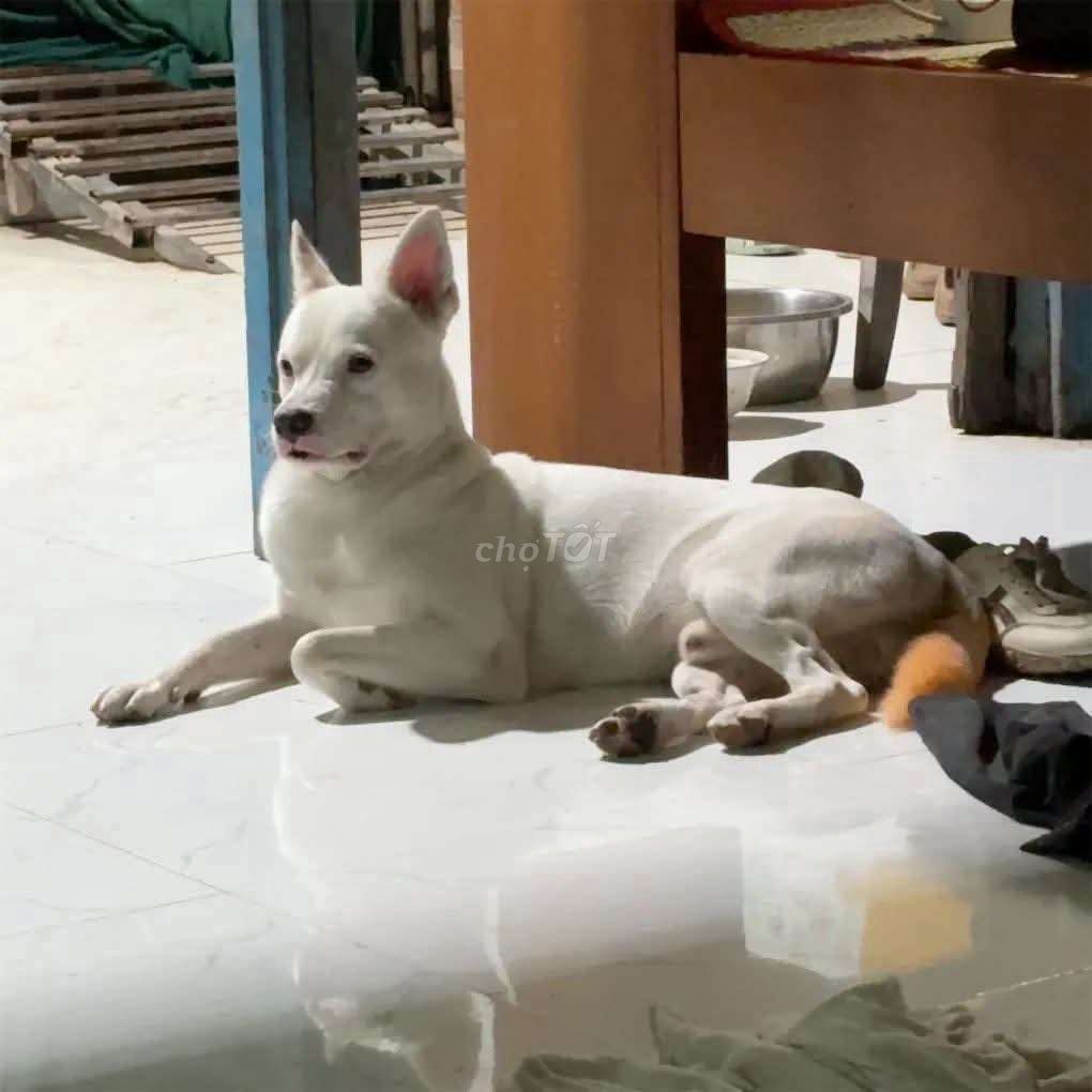 Chó nhuộm lông màu trắng. Mua bán Chó tại Quận Thốt Nốt Cần Thơ được đăng bởi Thanh Nhã Nguyễn  hình 1