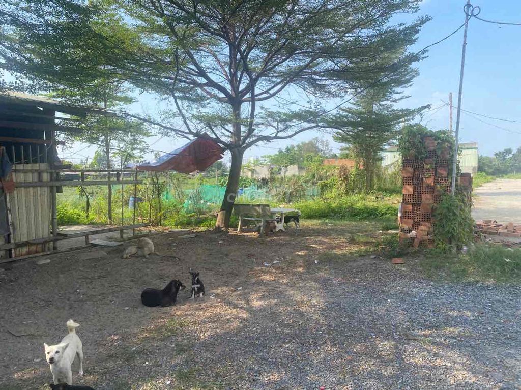 MT Nhị Bình 700m2 Bùi Công Trừng 5,5tr/m2