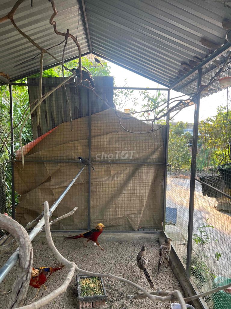 bán chim 7 màu. Mua bán Chim tại Huyện Phú Ninh Quảng Nam được đăng bởi Lê Bá Hương hình 1