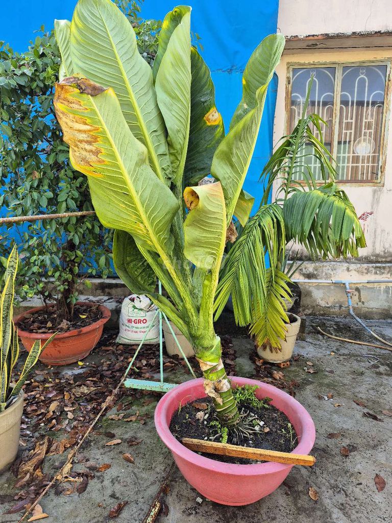 Cây cảnh Đại Phú Gia. Mua bán Cây cảnh, đồ trang trí tại Thành phố Thủ Dầu Một Bình Dương được đăng bởi Nguyễn Mạnh Phát hình 1