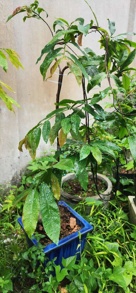 Làm nhà chia sẻ anh em đam mê mai chậu chơi tết và