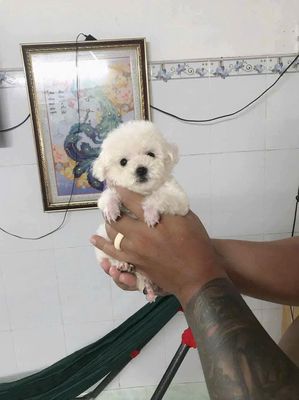 Chó Poodle Trắng đã tiêm 1 mũi. Mua bán Chó tại Quận 1 Tp Hồ Chí Minh được đăng bởi Ngô tuấn