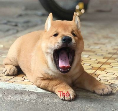 Chó Mông Cộc đực Vàng