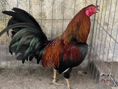 căp gà tre giáp mỹ 1k7 tơ zin mới xổ lần đầu. Mua bán Gà tại Huyện Bình Chánh Tp Hồ Chí Minh được đăng bởi gà tre