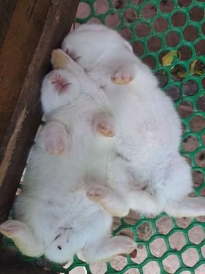Thỏ trắng mắt ngoc.cute. Mua bán Thú cưng khác tại Huyện Hóc Môn Tp Hồ Chí Minh được đăng bởi Kiệt 