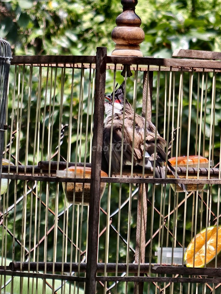 Chim chào mào dạn. Mua bán Chim tại Quận 12 Tp Hồ Chí Minh được đăng bởi Trung hình 1