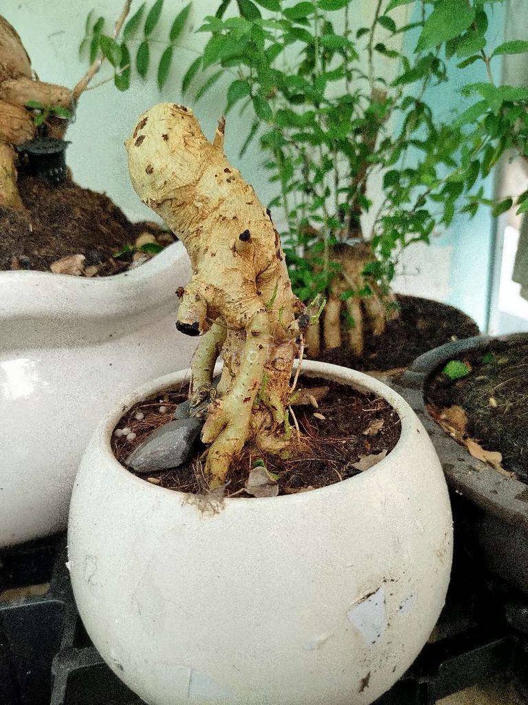 Cây dúi quái thú. Mua bán Cây cảnh, đồ trang trí tại Quận 1 Tp Hồ Chí Minh được đăng bởi tú hình 1