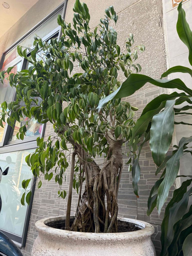 Cây sanh bonsai 30 năm. Mua bán Cây cảnh, đồ trang trí tại Quận Hải Châu Đà Nẵng được đăng bởi Văn Tý hình 1