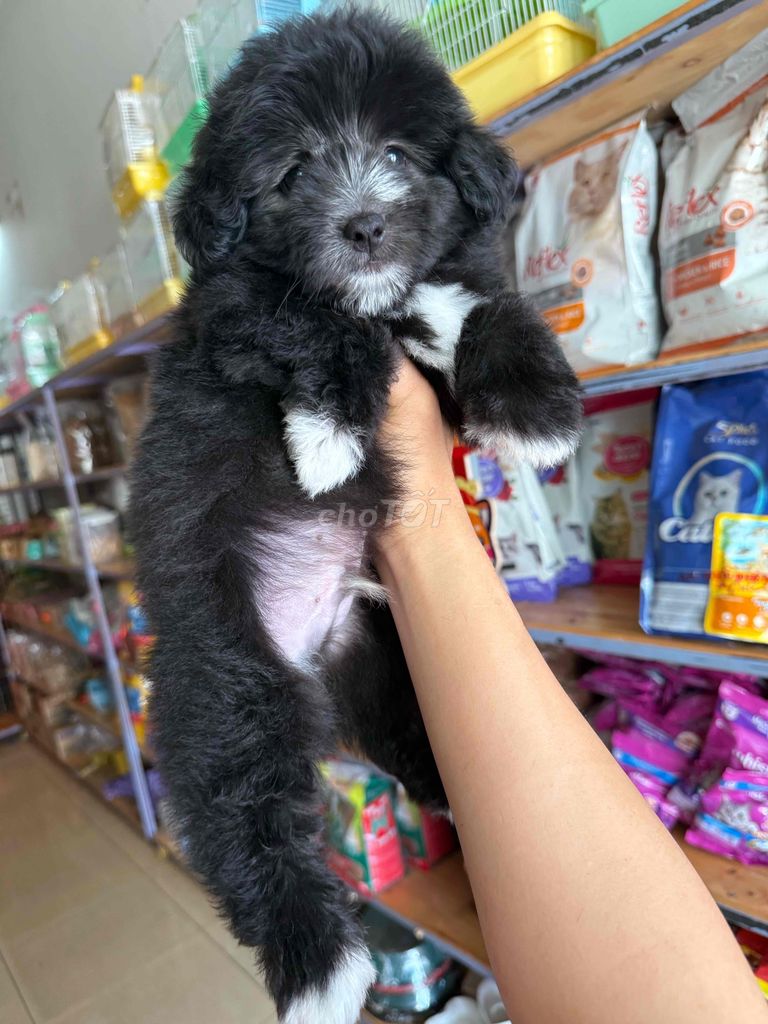 Bầy cún Poodle F1 siêu cute. Mua bán Chó tại Thành phố Buôn Ma Thuột Đắk Lắk được đăng bởi Khoa hình 3
