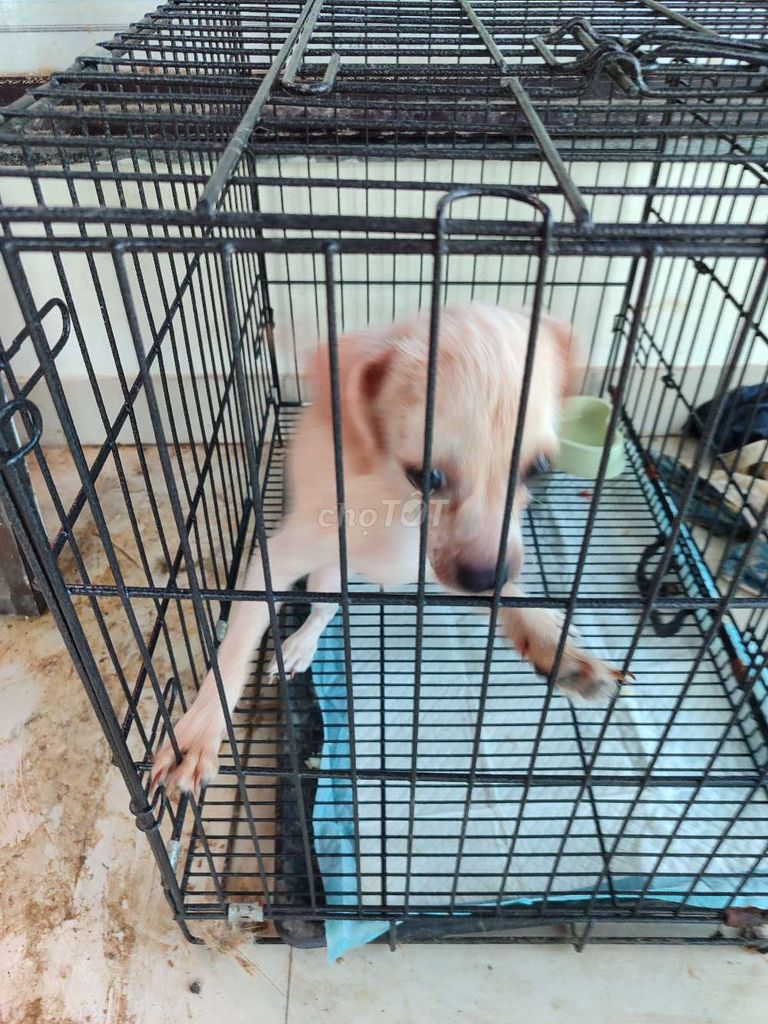Chó ta Vàng nhạt 5 tháng. Mua bán Chó tại Quận Đống Đa Hà Nội được đăng bởi Vu du quoc khanh hình 1