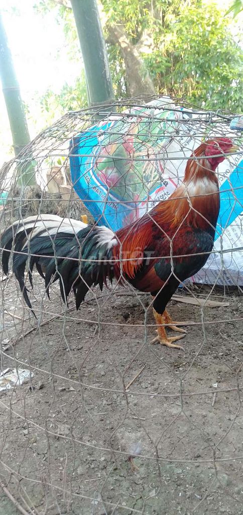 Gà trống 3kg Đỏ đen trắng đực. Mua bán Gà tại Huyện Phong Điền Cần Thơ được đăng bởi Ký cần Thơ  hình 1
