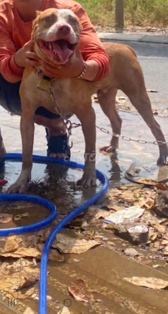 Chó Bully XXL Nâu trắng. Mua bán Chó tại Thành phố Vũng Tàu Bà Rịa - Vũng Tàu được đăng bởi Bình Lý hình 1