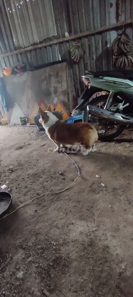 Chó Corgi Nâu trắng. Mua bán Chó tại Thị xã Tân Châu An Giang được đăng bởi Tý Nguyễn hình 1
