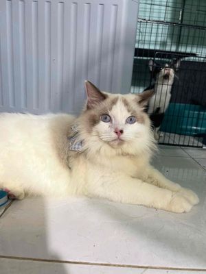 Mèo Ragdoll Trắng