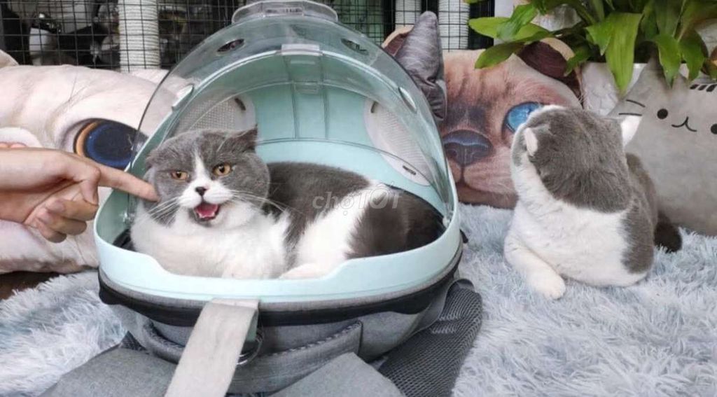 Mèo lùn đực Bicolor lông ngắn. Mua bán Mèo tại Quận Phú Nhuận Tp Hồ Chí Minh được đăng bởi Mie hình 1