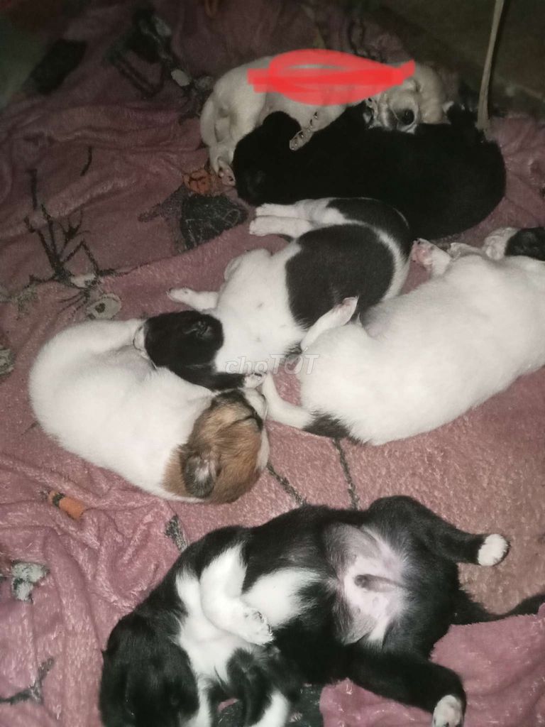 5 bé cún 1tr2. Mua bán Chó tại Huyện Nhơn Trạch Đồng Nai được đăng bởi Vũ hình 1