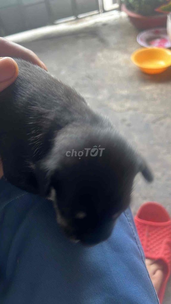 Chó con giống nhỏ màu đen. Mua bán Chó tại Quận Bình Tân Tp Hồ Chí Minh được đăng bởi ut hình 1