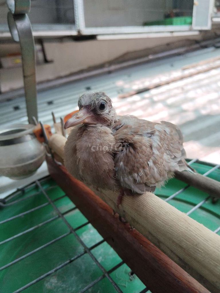 Chim cu thái non. Mua bán Chim tại Quận 8 Tp Hồ Chí Minh được đăng bởi phúc hình 1