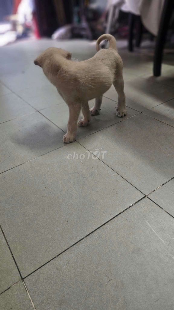 Chó con lai Phú Quốc. Mua bán Chó tại Quận 3 Tp Hồ Chí Minh được đăng bởi GIAO hình 4
