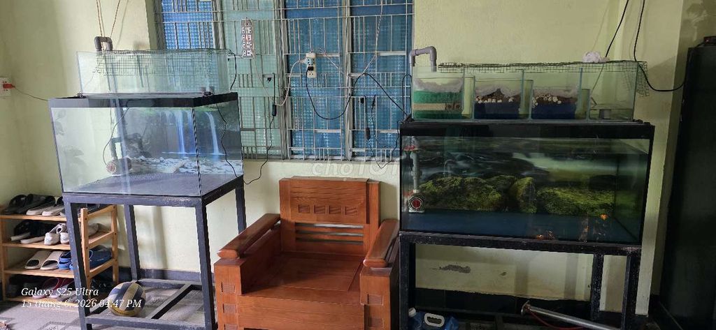 Hồ kính Kính 10ly 80x50x50cm. Mua bán Thú cưng khác tại Quận Ngũ Hành Sơn Đà Nẵng được đăng bởi Trung hình 1