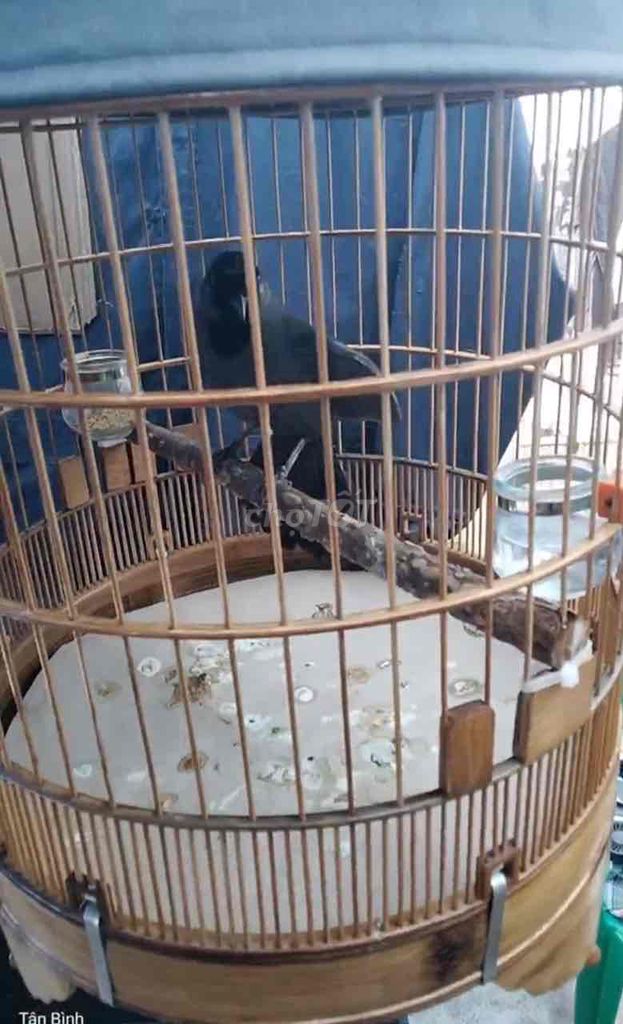 Chim Mun 3 mùa , hót múa cả ngày .. Mua bán Chim tại Quận Tân Bình Tp Hồ Chí Minh được đăng bởi Quỳnh Mobile  hình 1