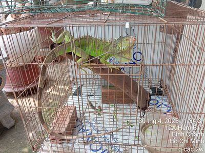 Gl thể loại khác. Mua bán Thú cưng khác tại Huyện Bình Chánh Tp Hồ Chí Minh được đăng bởi Thành Ban
