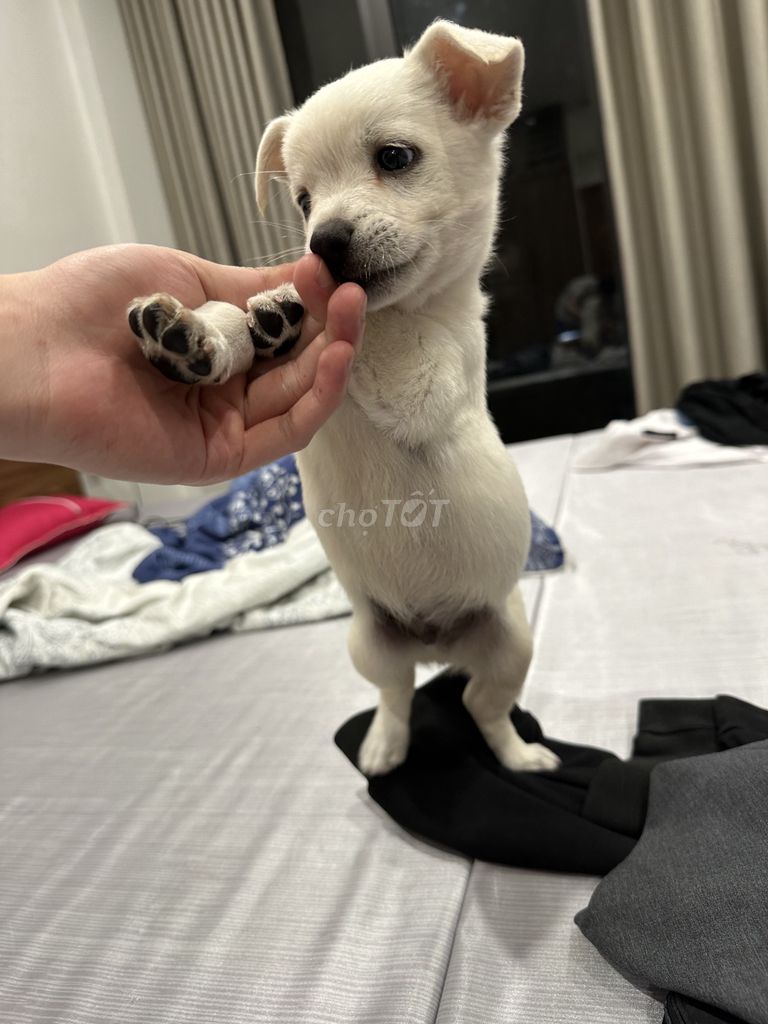 Chó chihuahua lai. Mua bán Chó tại Quận Bắc Từ Liêm Hà Nội được đăng bởi Tên chưa cung cấp hình 1