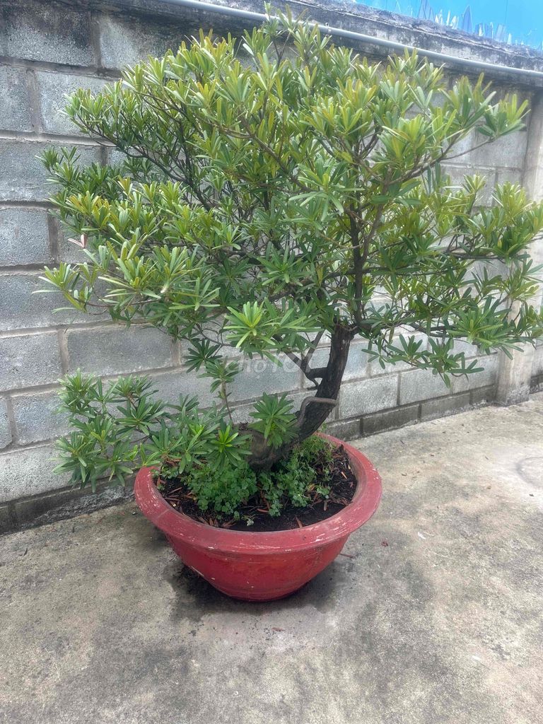 Cây cảnh Tùng La Hán. Mua bán Cây cảnh, đồ trang trí tại Thị xã Tân Uyên Bình Dương được đăng bởi Nguyetnga Tran hình 1