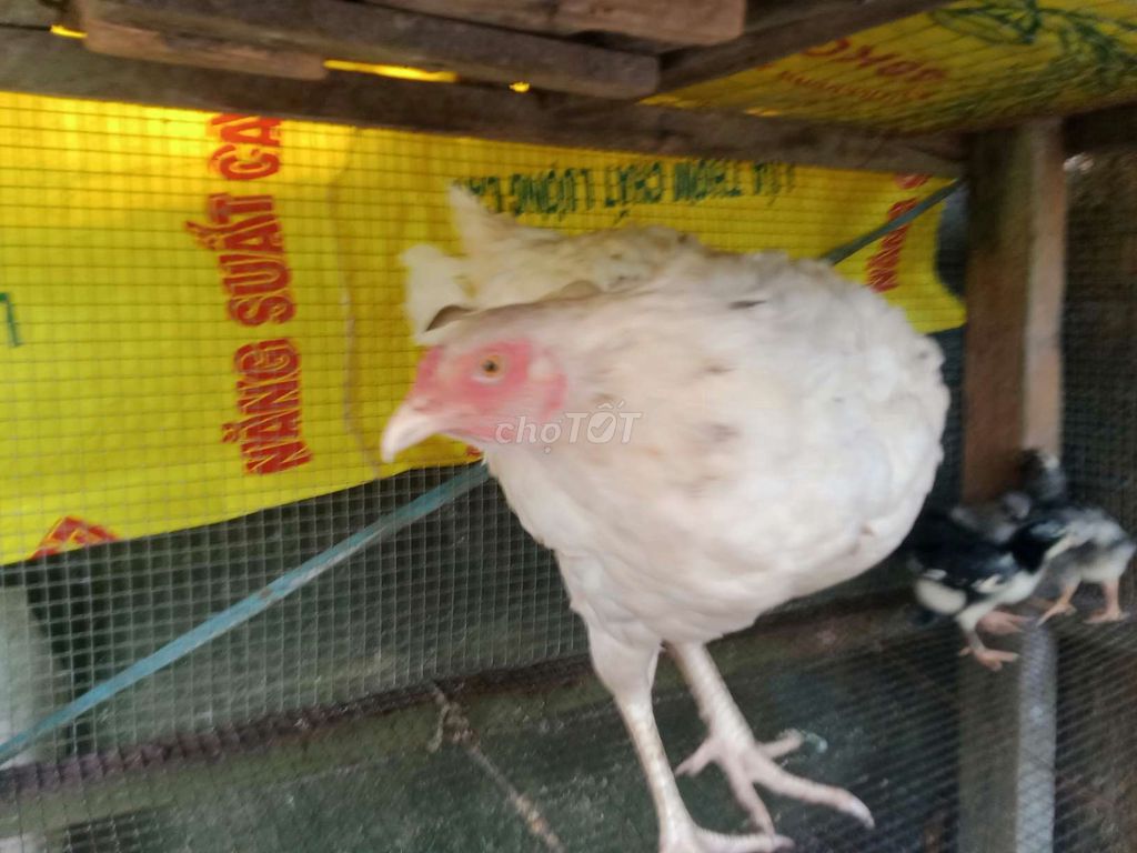 Gà mái Bakistan trắng. Mua bán Gà tại Thành phố Tân An Long An được đăng bởi thủ hình 1