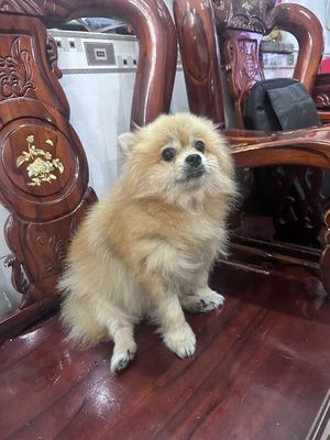 🐶 TÌM BẠN GÁI CHO BOSS PHỐC SÓC🐶. Mua bán Chó tại Huyện Bình Chánh Tp Hồ Chí Minh được đăng bởi Phong