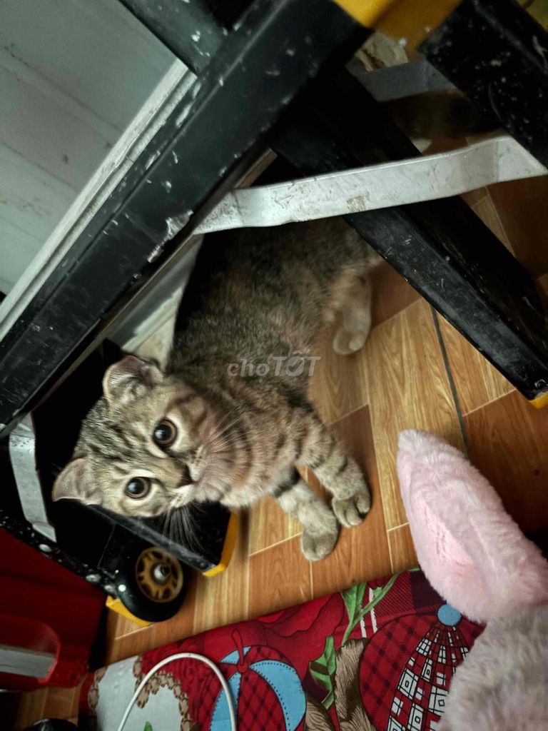 Mèo Anh lông ngắn Tabby Trắng 3 tháng. Mua bán Mèo tại Quận 12 Tp Hồ Chí Minh được đăng bởi Luân hình 1
