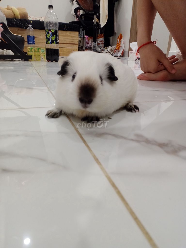 Chuột lang Cali mũi đen(Cái) 2 tháng. Mua bán Thú cưng khác tại Thành phố Thủ Đức Tp Hồ Chí Minh được đăng bởi Chúii Chúii hình 1